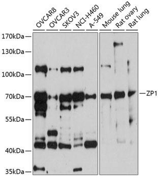 Developmental Biology Anti-ZP1 Antibody CAB10776