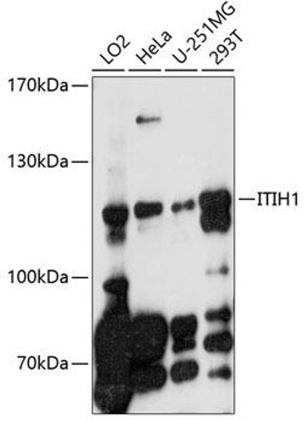 Cell Biology Antibodies 2 Anti-ITIH1 Antibody CAB10833