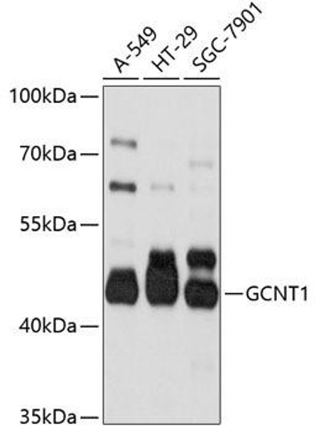 Cell Biology Antibodies 2 Anti-GCNT1 Antibody CAB10842