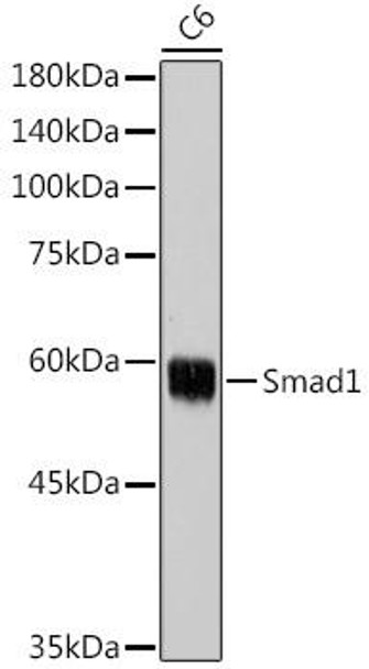 Epigenetics and Nuclear Signaling Antibodies 1 Anti-Smad1 Antibody CAB1101