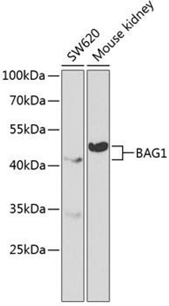 Cell Death Antibodies 1 Anti-BAG1 Antibody CAB1104