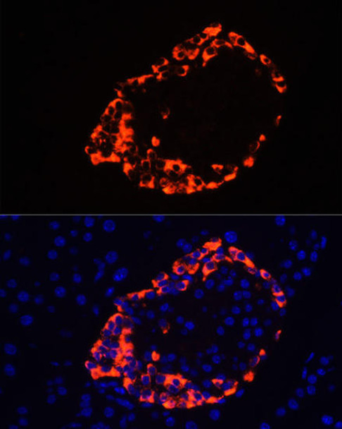 Cell Biology Antibodies 2 Anti-GCG Antibody CAB1119