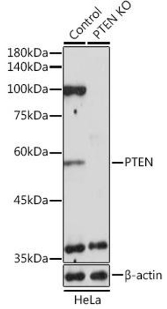 KO Validated Antibodies 1 Anti-PTEN Antibody CAB11193KO Validated