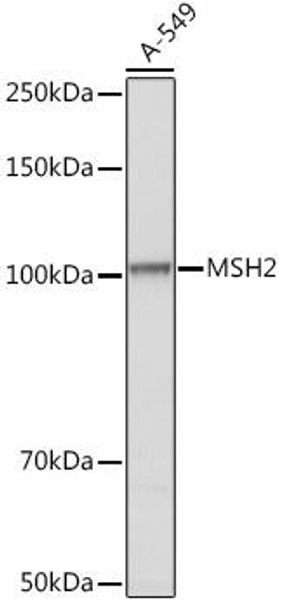 Epigenetics and Nuclear Signaling Antibodies 1 Anti-MSH2 Antibody CAB1121