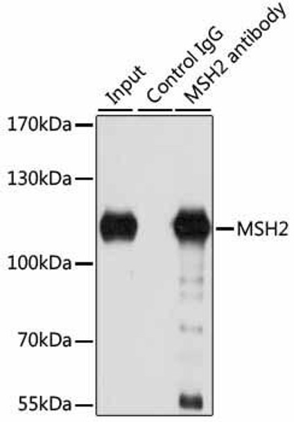 Epigenetics and Nuclear Signaling Antibodies 1 Anti-MSH2 Antibody CAB1121
