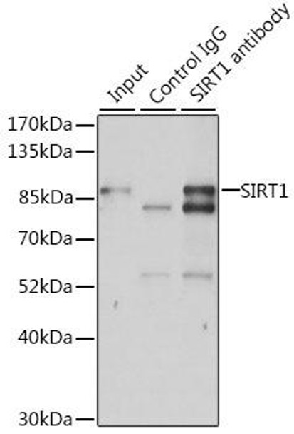 KO Validated Antibodies 1 Anti-SIRT1 Antibody CAB11267KO Validated