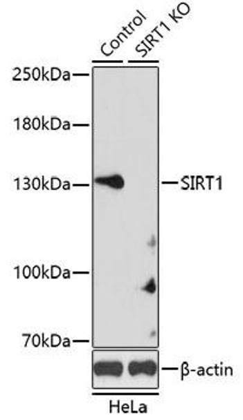 KO Validated Antibodies 1 Anti-SIRT1 Antibody CAB11267KO Validated