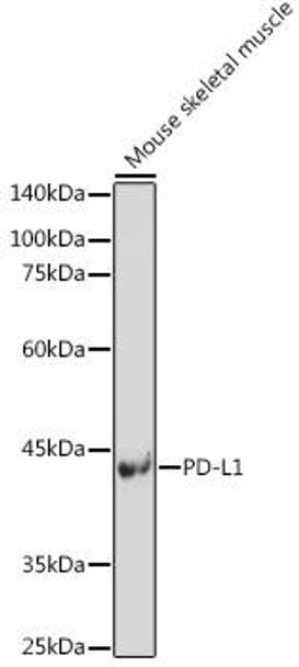 Immunology Antibodies 1 Anti-PD-L1 Antibody CAB11273