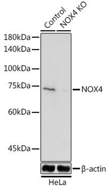 KO Validated Antibodies 1 Anti-NOX4 Antibody CAB11274KO Validated