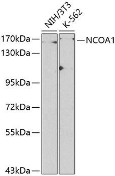 Epigenetics and Nuclear Signaling Antibodies 1 Anti-NCOA1 Antibody CAB1128