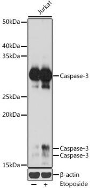 Cell Death Antibodies 1 Anti-Caspase-3 Antibody CAB11319