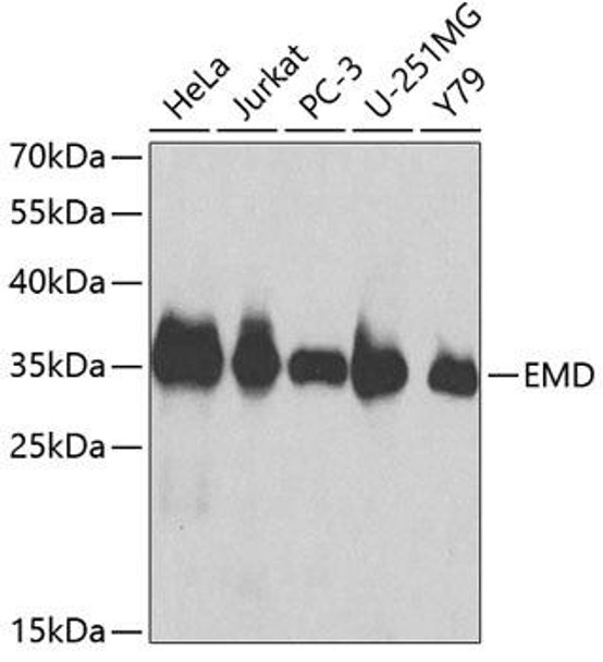 Cell Biology Antibodies 2 Anti-EMD Antibody CAB1132