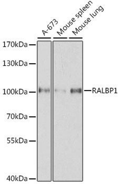 KO Validated Antibodies 1 Anti-RALBP1 Antibody CAB1140KO Validated