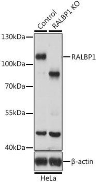 KO Validated Antibodies 1 Anti-RALBP1 Antibody CAB1140KO Validated