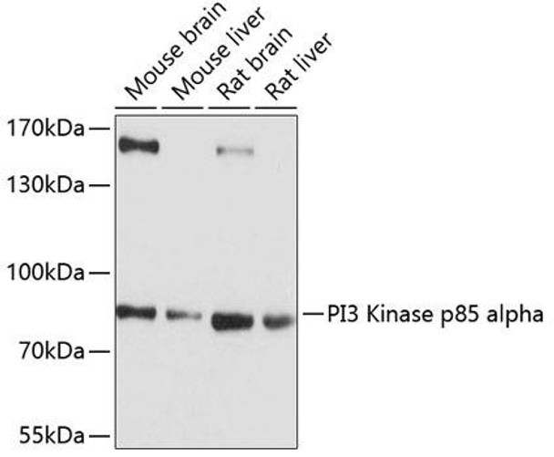 Immunology Antibodies 1 Anti-PI3 Kinase p85 alpha Antibody CAB11402