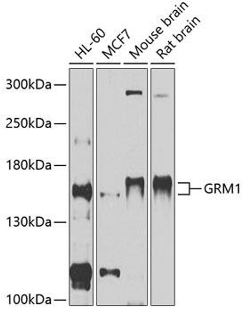 Cell Biology Antibodies 2 Anti-GRM1 Antibody CAB11462