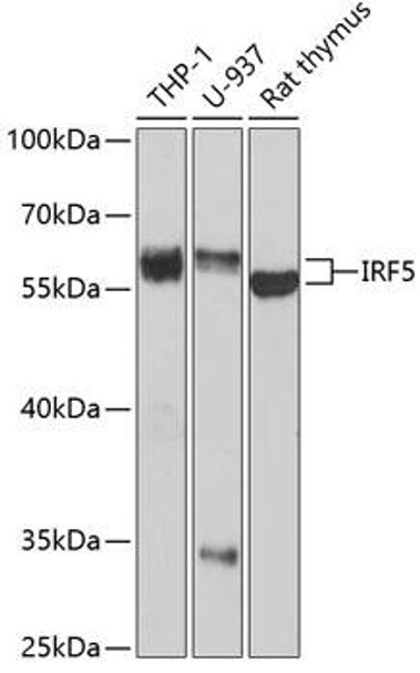 Immunology Antibodies 1 Anti-IRF5 Antibody CAB1149