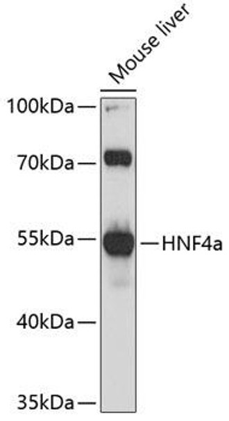 Cell Biology Antibodies 16 Anti-HNF4a Antibody CAB11496