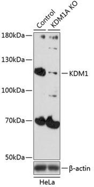 KO Validated Antibodies 1 Anti-KDM1 Antibody CAB1156KO Validated