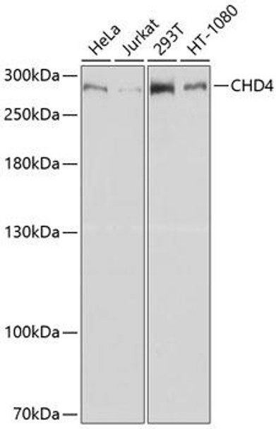 Epigenetics and Nuclear Signaling Antibodies 1 Anti-CHD4 Antibody CAB11574
