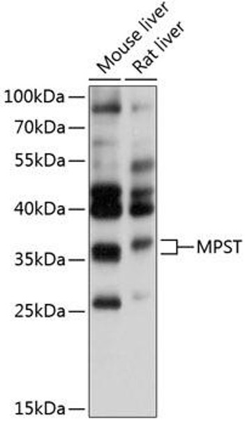 Cell Biology Antibodies 2 Anti-MPST Antibody CAB11587