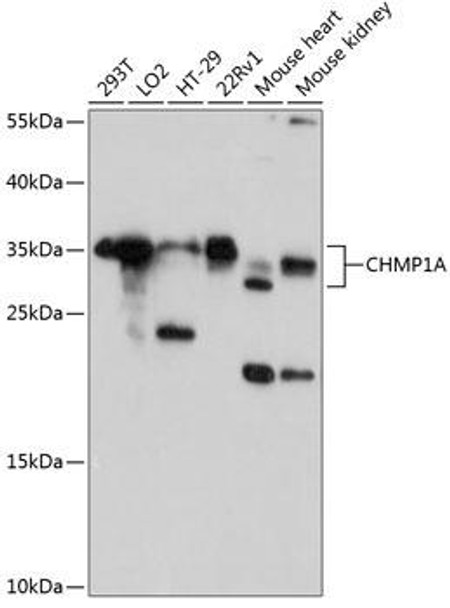 Cell Cycle Antibodies 1 Anti-CHMP1A Antibody CAB11621