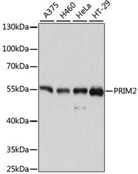 Epigenetics and Nuclear Signaling Antibodies 1 Anti-PRIM2 Antibody CAB11633