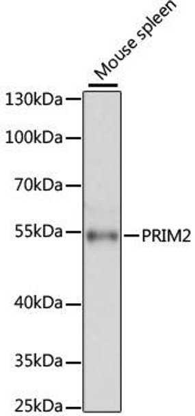 Epigenetics and Nuclear Signaling Antibodies 1 Anti-PRIM2 Antibody CAB11633