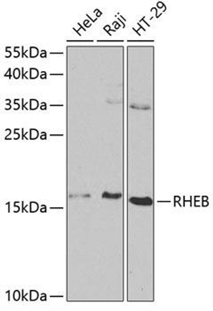 Cell Biology Antibodies 2 Anti-RHEB Antibody CAB1165