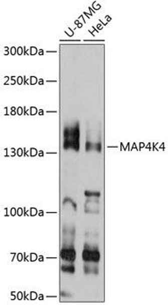Cell Biology Antibodies 2 Anti-MAP4K4 Antibody CAB11706