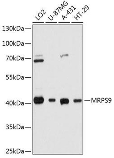 Cell Biology Antibodies 2 Anti-MRPS9 Antibody CAB11729