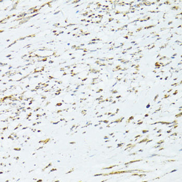 Cell Biology Antibodies 2 Anti-TRIM15 Antibody CAB11730