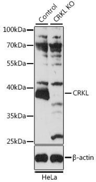 KO Validated Antibodies 1 Anti-CRKL Antibody CAB11735KO Validated