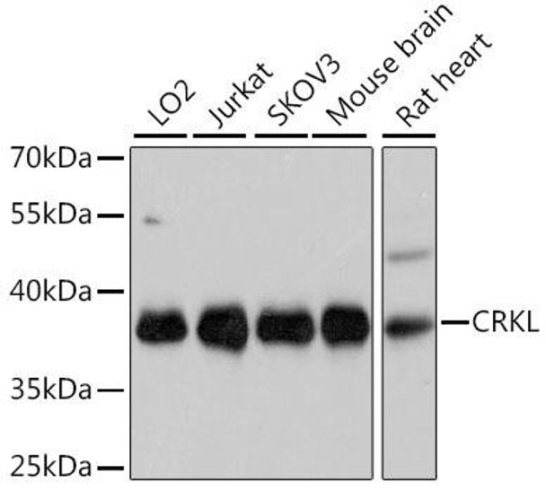 KO Validated Antibodies 1 Anti-CRKL Antibody CAB11735KO Validated