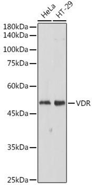 Epigenetics and Nuclear Signaling Antibodies 1 Anti-VDR Antibody CAB11743