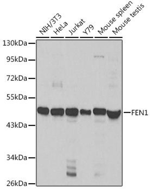 Epigenetics and Nuclear Signaling Antibodies 1 Anti-FEN1 Antibody CAB1175