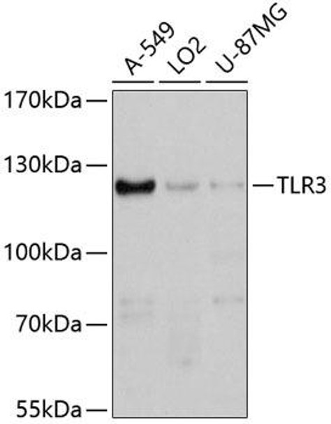 Immunology Antibodies 1 Anti-TLR3 Antibody CAB11778