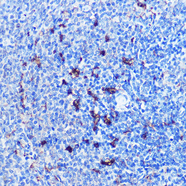 Immunology Antibodies 1 Anti-CD8A Antibody CAB11856