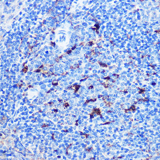 Immunology Antibodies 1 Anti-CD8A Antibody CAB11856