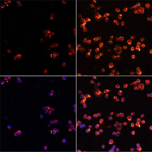 KO Validated Antibodies 1 Anti-Caspase-3 Antibody CAB11953KO Validated