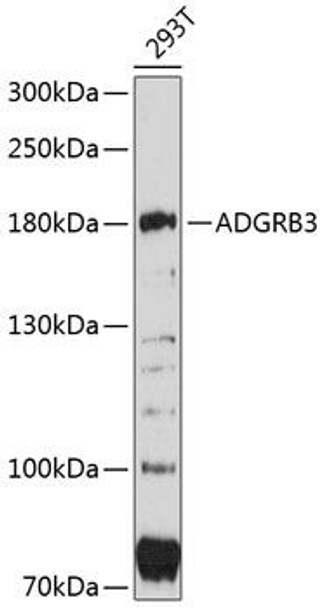 Cell Biology Antibodies 2 Anti-ADGRB3 Antibody CAB11956