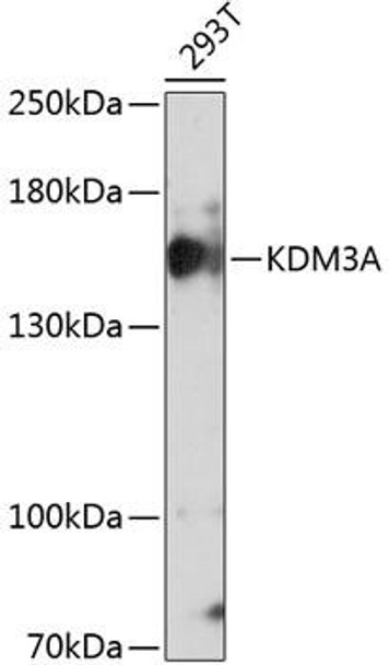 Developmental Biology Anti-KDM3A Antibody CAB11960