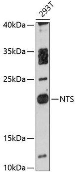 Cell Biology Antibodies 2 Anti-NTS Antibody CAB12012