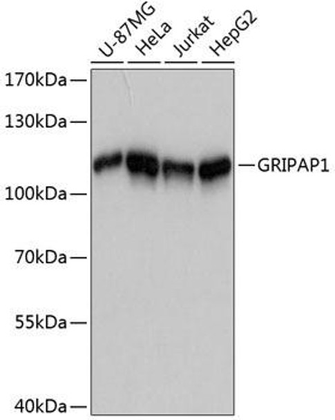 Cell Biology Antibodies 2 Anti-GRIPAP1 Antibody CAB12044