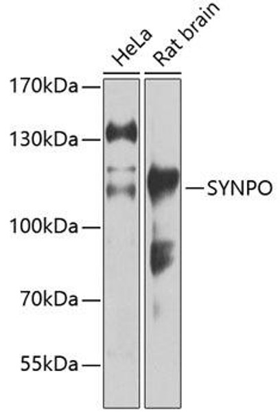 Cell Biology Antibodies 2 Anti-SYNPO Antibody CAB12049