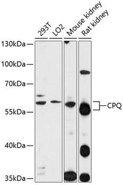 Cell Biology Antibodies 2 Anti-CPQ Antibody CAB12062