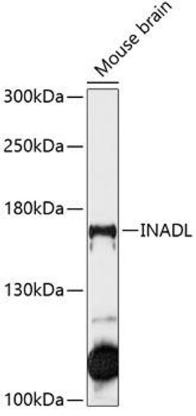 Cell Biology Antibodies 2 Anti-INADL Antibody CAB12063