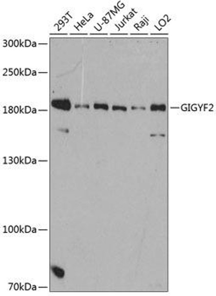 Cell Biology Antibodies 2 Anti-GIGYF2 Antibody CAB12069
