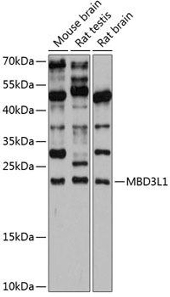 Epigenetics and Nuclear Signaling Antibodies 1 Anti-MBD3L1 Antibody CAB12081