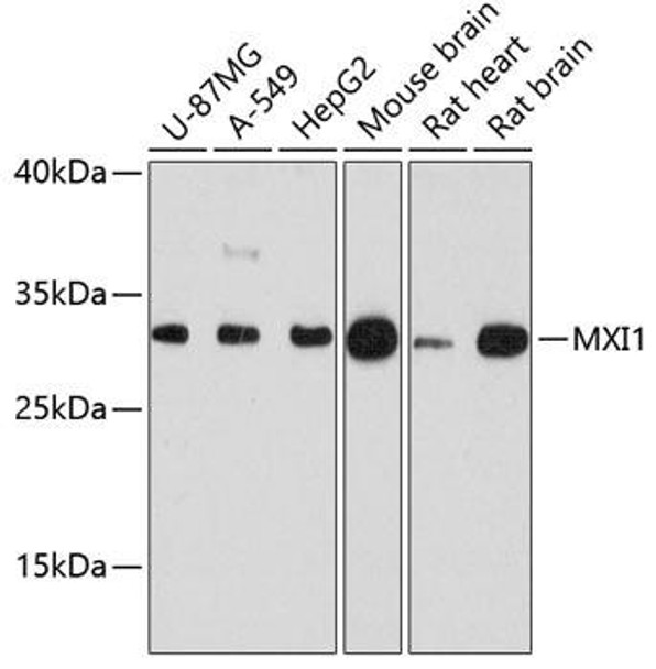 Epigenetics and Nuclear Signaling Antibodies 1 Anti-MXI1 Antibody CAB12098